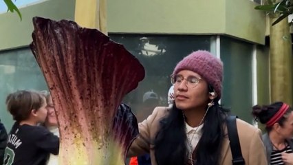 El olor de la 'flor cadáver' sorprende a los visitantes en el Jardín Botánico de Brooklyn