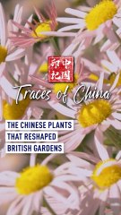 The Chinese plants that reshaped British gardens