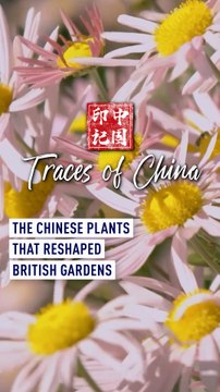 The Chinese plants that reshaped British gardens