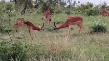 Impala Rams Fighting Copyright Free Animal Videos