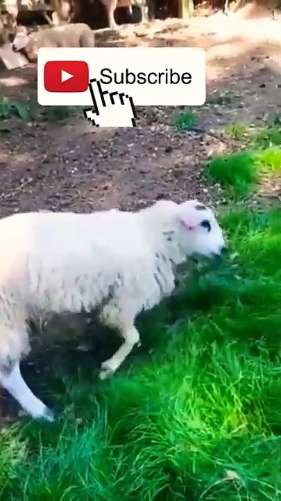 "Watch Hilarious Cats in Epic Fails! Guaranteed Laughs! #FunnyCats #CatFails #ViralVideos"#shorts