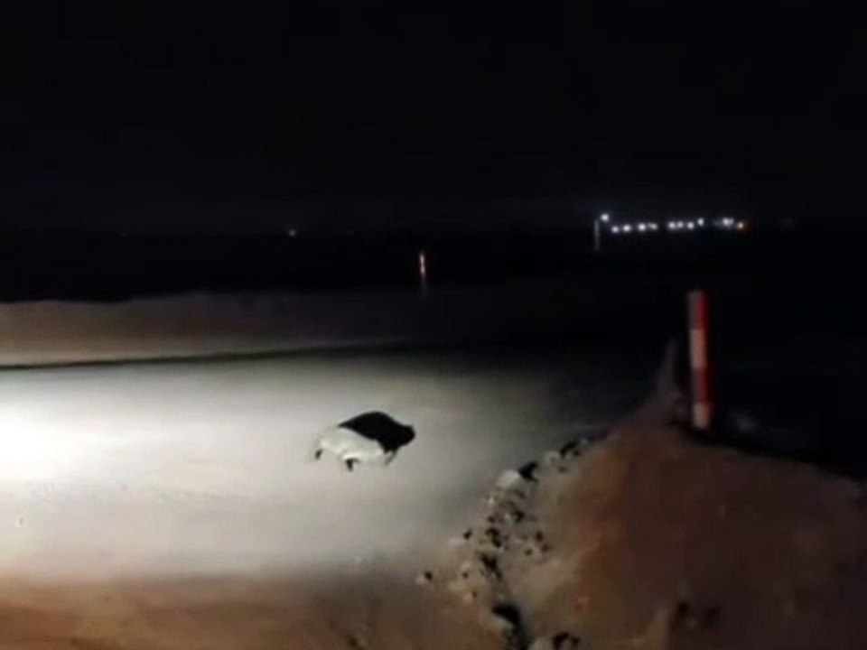 Jacaré é avistado “passeando” em estrada de povoado no Agreste de Alagoas