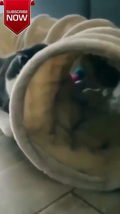 "Watch Hilarious Cats in Epic Fails! Guaranteed Laughs! #FunnyCats #CatFails #ViralVideos"#shorts