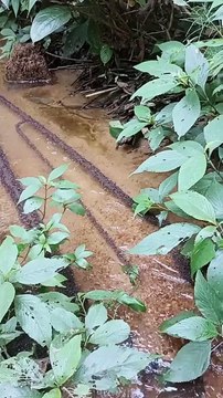 Ants form a bridge across a small stream - I was on a journey from Okwa to Okwangwo on a bike when I saw the ant bridge. Intrigued, I stopped to enjoy the view and take a video. I made sure nobody touched the ants until we passed.