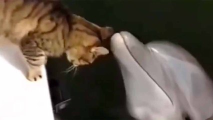 Schattige video: kat en dolfijn zijn beste vrienden