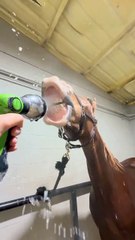 I love how horses are both majestic and derpy simultaneously.