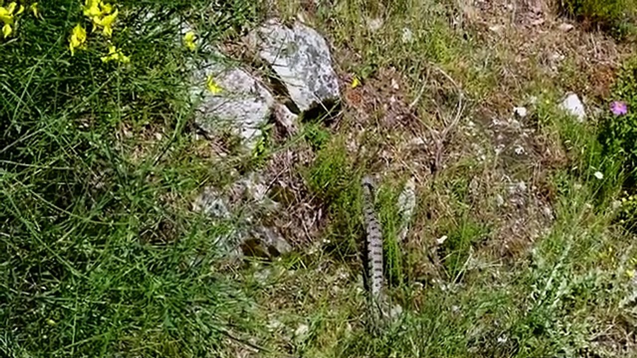 Australia shore nightmare animal