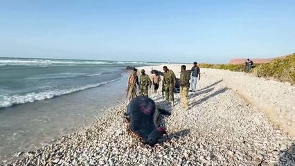 Investigation ongoing behind deaths of over 100 dolphins in Somalia