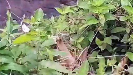 Gigantesca anaconda avistada en un "charquito"