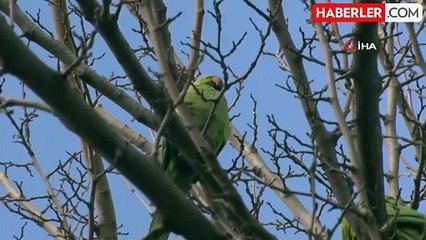 Büyükçekmece'de İskender Papağanları Görenleri Şaşırttı
