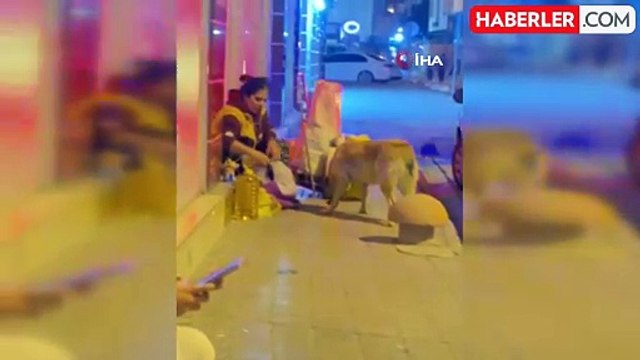 Sokak Köpeği ile Yemeğini Paylaşarak Yürekleri Isıtan Kadın