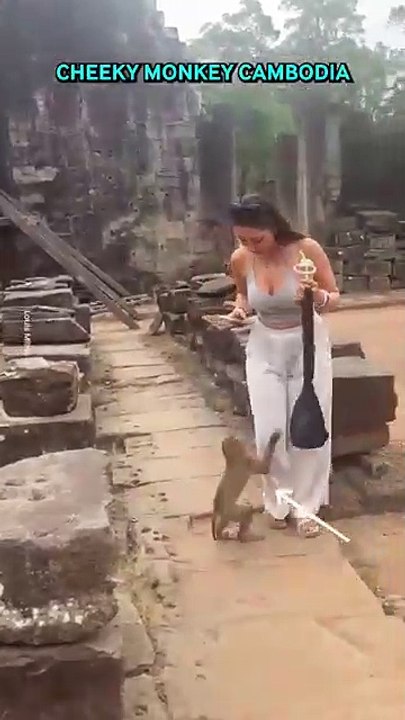 Cheeky Monkey Steals Woman's Drink 🐒😂