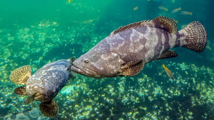 How Do Fish Breathe Underwater ? Just Amazing !