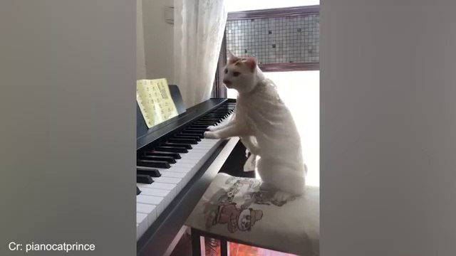 The Funniest Animal Videos 2025 | Funny Dogs and Cats are here to Break your HEART | Funny Animal Moments | Fun Time | Laugh Time | Cats & Dogs | Family Fun | Entertainment Time |