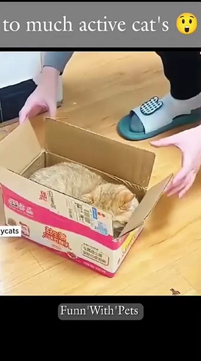 Funny cats