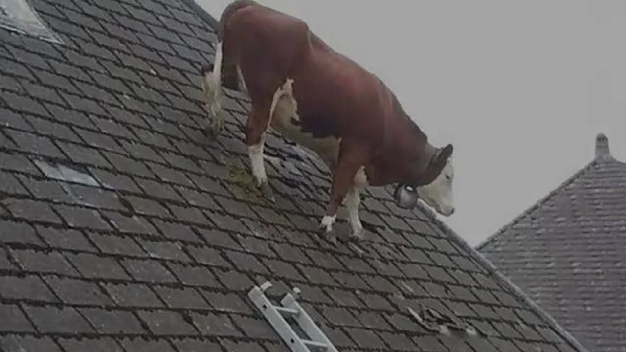 Funniest ANIMALS Videos 2025 | That Will Make You Burst Into Laughter | Funny Animals | Hilarious videos | Fun Time | Family Entertainment | Comedy |