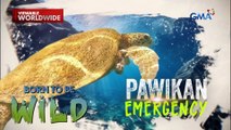 Pawikan sa Sulu, may malaking tumor sa katawan?! | Born to be Wild