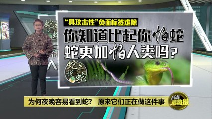 你怕蛇？其实它们更怕你！🐍 | 《蛇年说蛇》野生动物达人带你揭秘真相