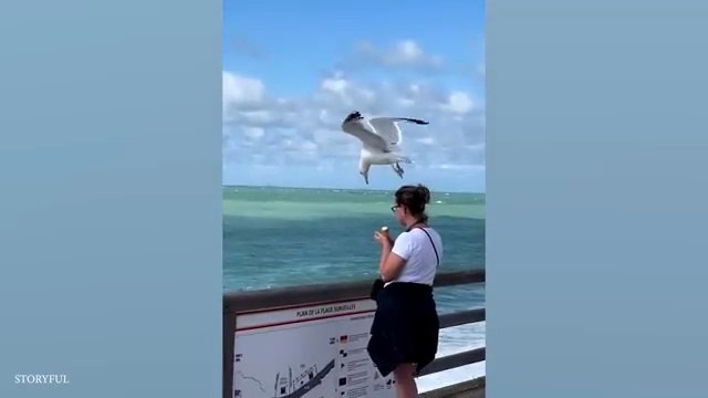 I dare you not to laugh at these Animals | Funniest ANIMAL Videos | Family Entertainment | Fun for Everyone | Hilarious Videos | Funny Pets | Funny Animals Moments | Funny Videos for All Ages | Funny Videos Compilation | Fun Time |