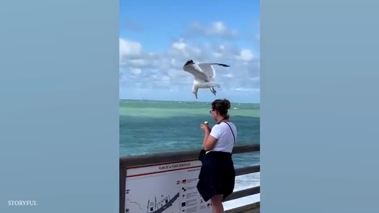 I dare you not to laugh at these Animals | Funniest ANIMAL Videos | Family Entertainment | Fun for Everyone | Hilarious Videos | Funny Pets | Funny Animals Moments | Funny Videos for All Ages | Funny Videos Compilation | Fun Time |
