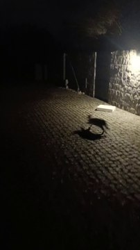 маленьку кішку не можна ловити