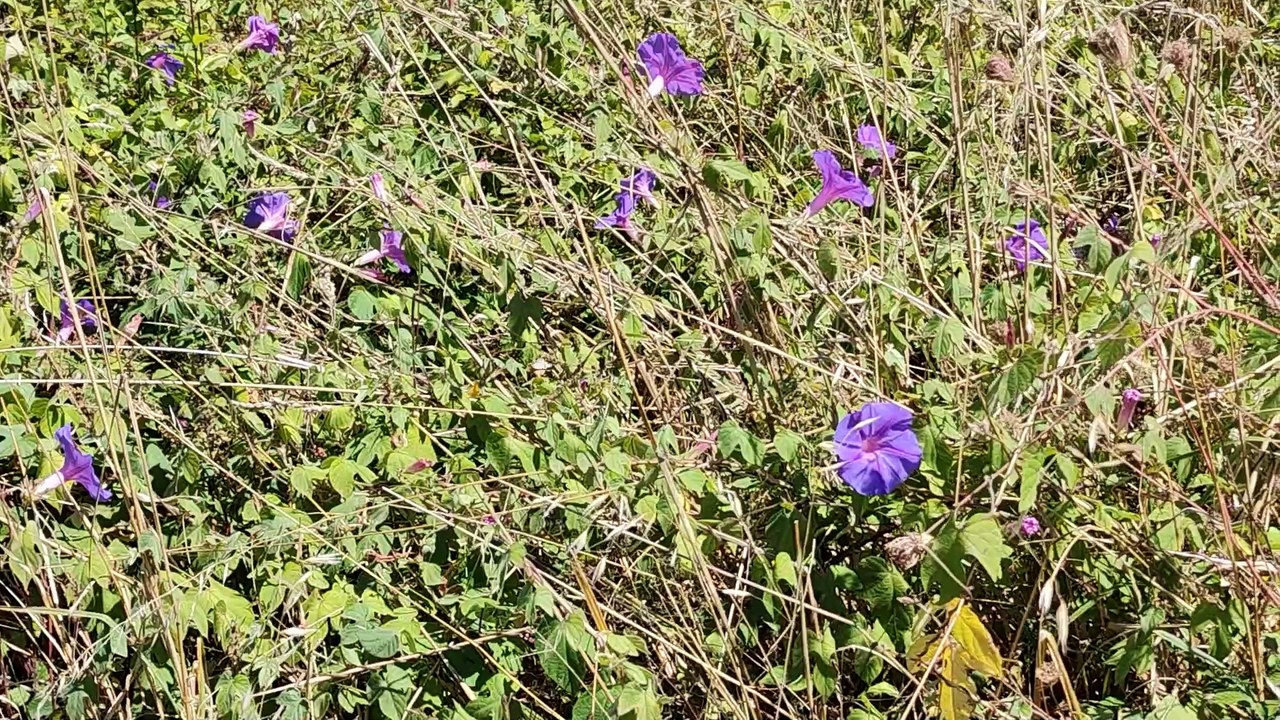 Luarca - Área de autocaravanas pública en Asturias