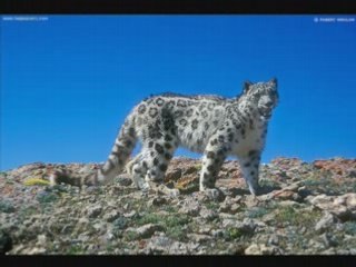 Panthère des neiges 2