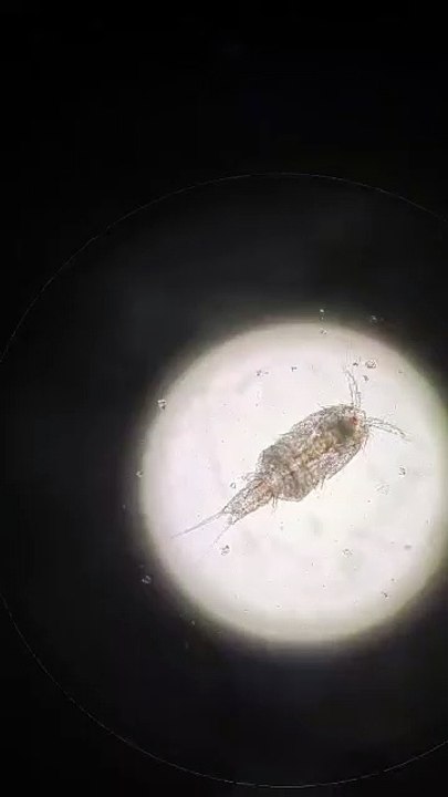Copepod from reef aquarium