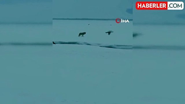 Ardahan'da Dondurucu Soğuklar Yaban Hayatı Zorlaştırıyor