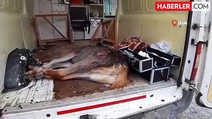 Yaralı Karaca Tedavi Edilip Doğaya Bırakıldı