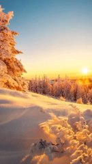 SUPERBE VOL sur la Foret magique