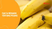Fakta Menarik Tentang Pisang