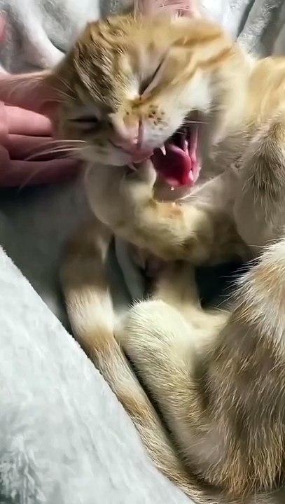 Funny animals , funny cats and dogs