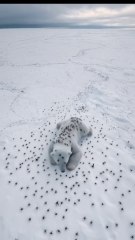 The Harrowing Mission to Save a Polar Bear Cub