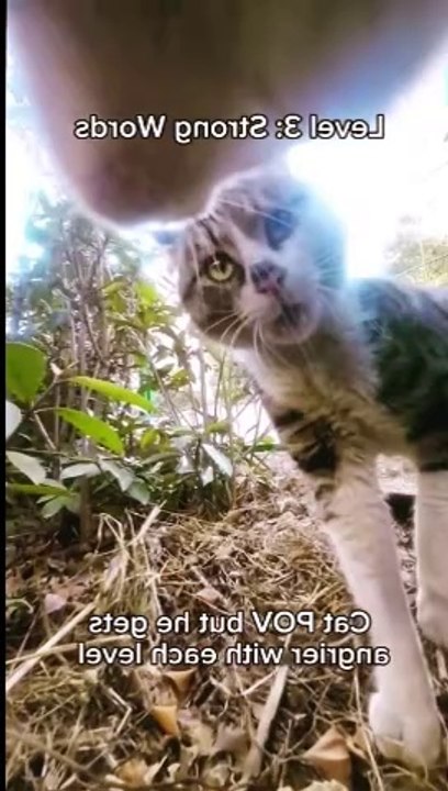 Cat go outside and..............?