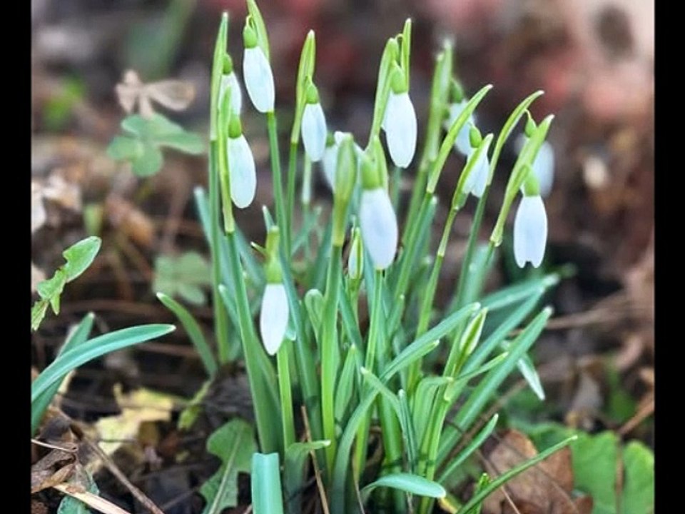 "Perce-Neige" by Vivien Marsh cover JL Murat