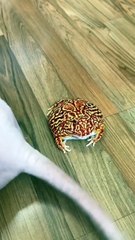 ' colourful frog- horned frog - pac-man frogs vs hairless cat   '#cat#catfrog#frog#viralfrog#trending#rarefrog#hornedfrog##FrogVsCat #FrogAndCat #BattleOfTheFrogAndCat #FrogVsKitty #FrogAndC#hairlesscat#catsofinstagram#catlover#froglover#catstagram#frogst
