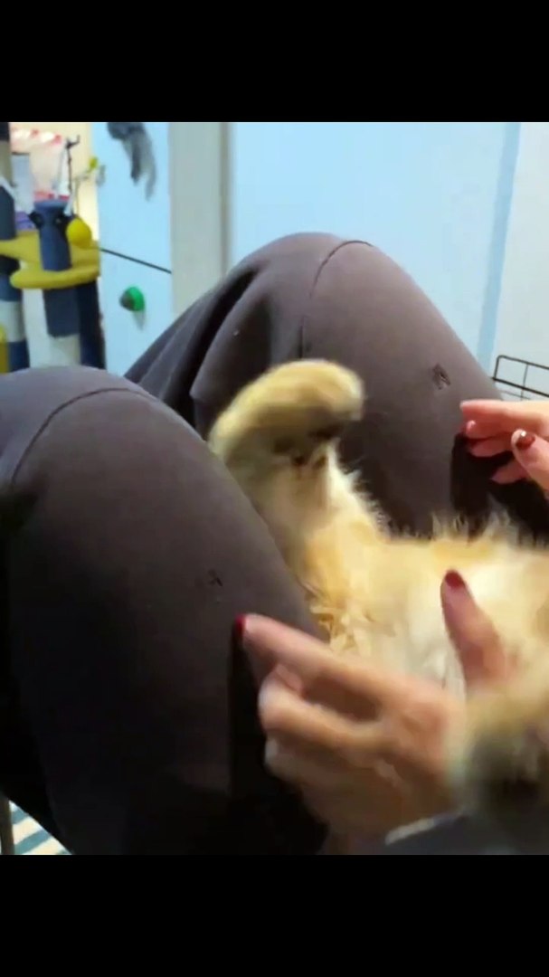 Funny cats with funny moments