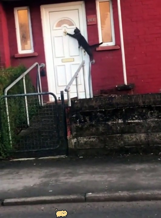 Funny cats with funniest moments