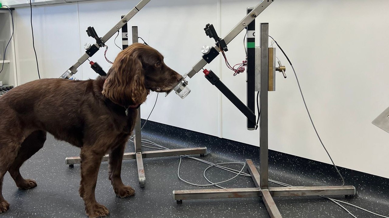 Dogs in the UK to be trained to sniff out bowel cancer