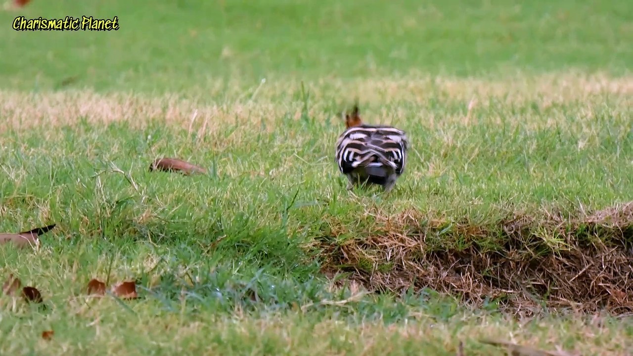 Hoopoe for FB and Tiktok