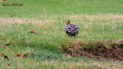 Hoopoe for FB and Tiktok