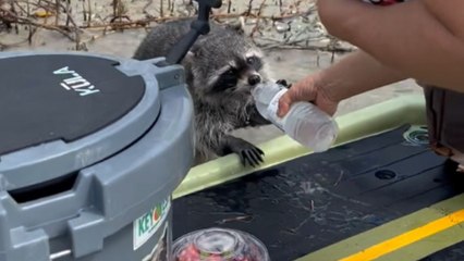 Thirsty raccoon quenches his thirst after running around the mangroves