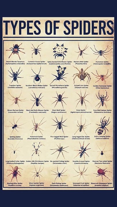 Spider