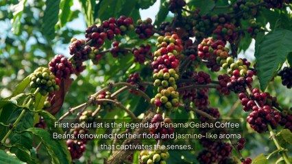 10 Best Coffee Beans in the World