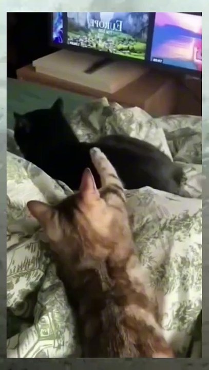 cat are funny 😂