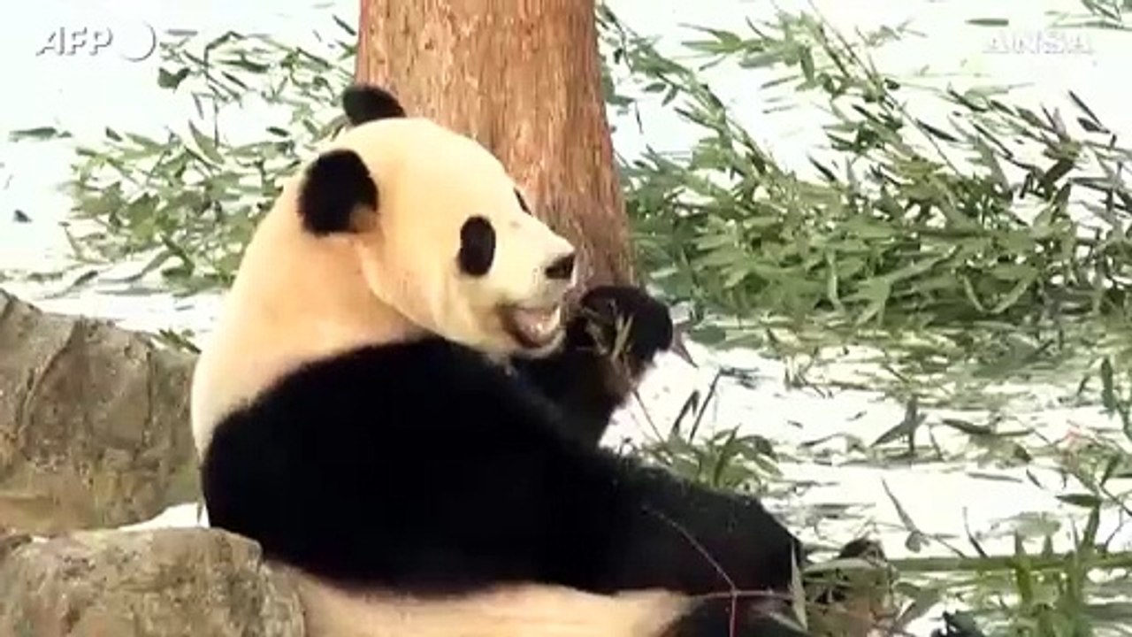 I panda giganti Bao Li e Qing Bao fanno il loro debutto allo zoo di Washington