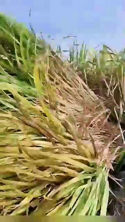 ,,,,,,,,,,,Sugarcane cutter machine,,,,,,,,,
