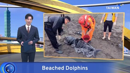 Two Fraser's Dolphins Found Beached in Northern Taiwan, One Survives