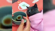 kucing lucu viral